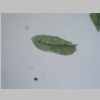Leaf 10er 01.jpg